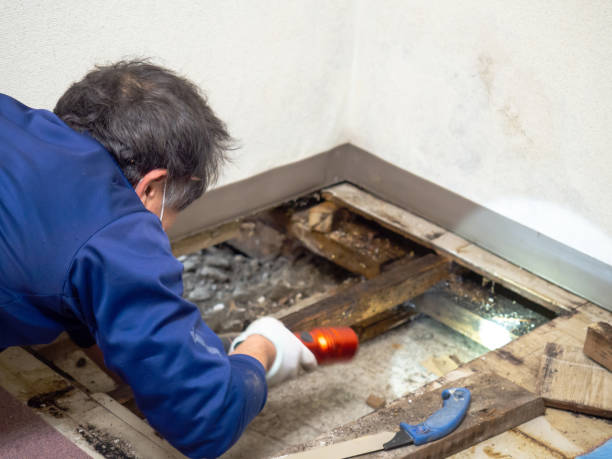 Best Certified Mold Removal  in Waskom, TX
