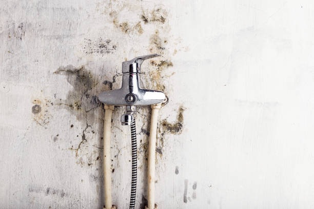 Best Residential Mold Removal  in Waskom, TX