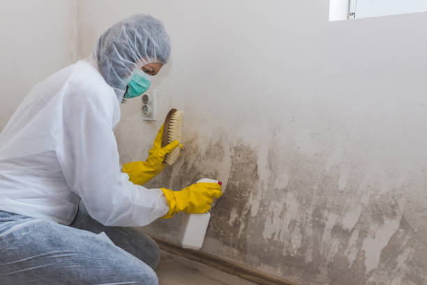 Best Mold Inspection  in Waskom, TX