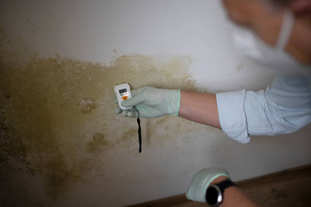 Best Commercial Mold Removal  in Waskom, TX
