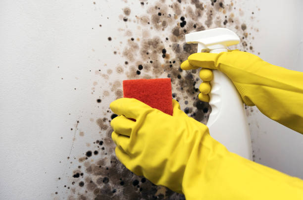 Attic Mold Removal in Waskom, TX