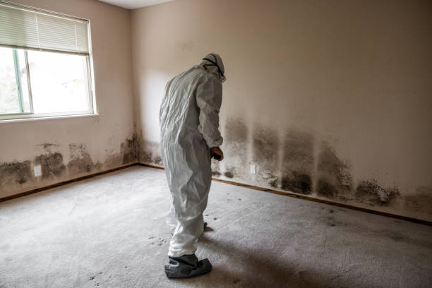Best Emergency Mold Removal  in Waskom, TX