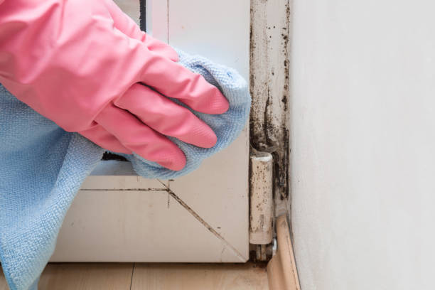 Best Toxic Mold Removal  in Waskom, TX