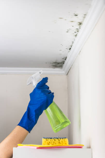 Attic Mold Removal in Waskom, TX